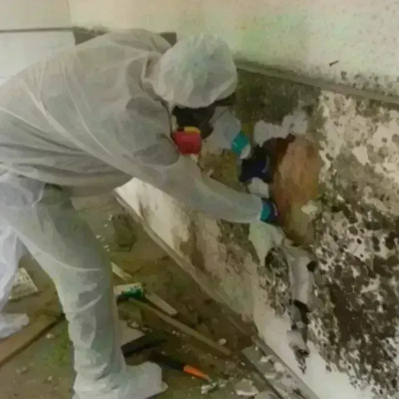 Mold Remediation and Removal in Minden, NE